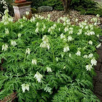 Дицентра красивая АВРОРА в Молодечно