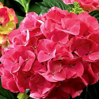 гортензия мисс хепберн