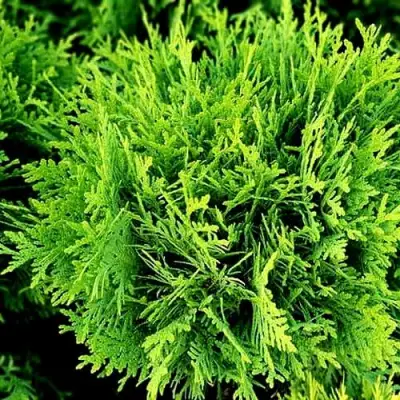 Туя ДАНИКА западная в Молодечно