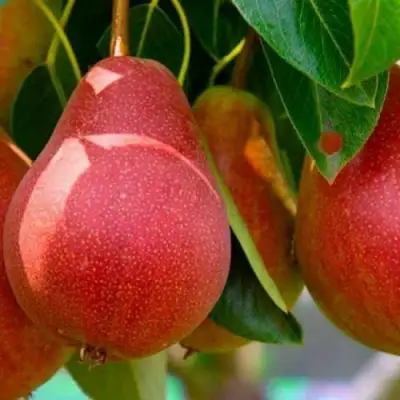 Груша ГЕРА в Молодечно