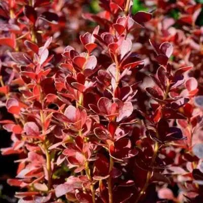 Барбарис ВУЛКАНО тунберга в Молодечно