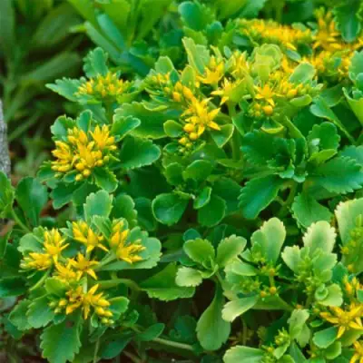 Очиток (седум) ИММЕРГРУН камчатский в Молодечно