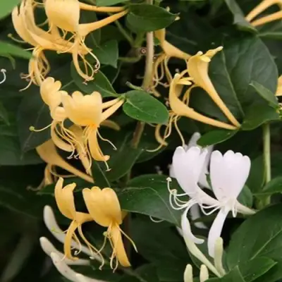 Жимолость ХАЛЛИАНА японская (Хелиана) в Молодечно