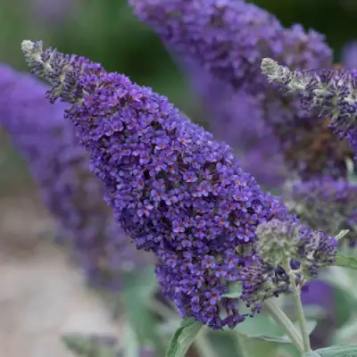 Буддлея НАНО ПЕРПЛ  в Молодечно