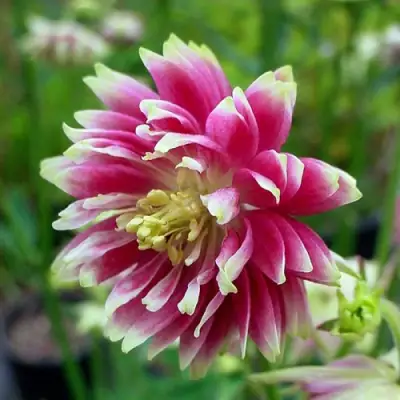 Аквилегия БАРЛОУ НОРА гибрид МакКаны в Молодечно