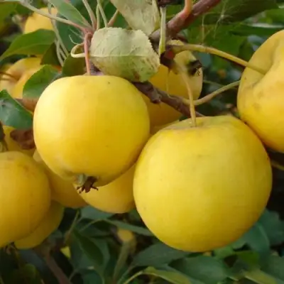 Яблоня УРАЛЬСКОЕ НАЛИВНОЕ в Молодечно