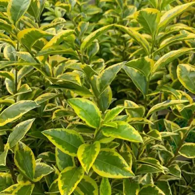 Бирючина АУРЕУМ овальнолистная в Молодечно