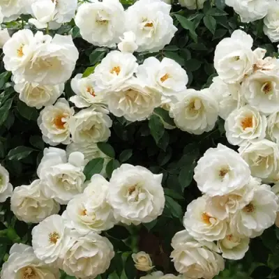 Роза АЙСБЕРГ флорибунда в Молодечно