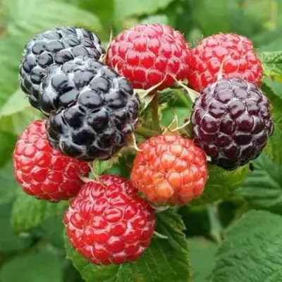 Малина БРИСТОЛЬ в Молодечно