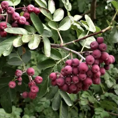 Рябина ДЕСЕРТНАЯ МИЧУРИНА сладкоплодная в Молодечно