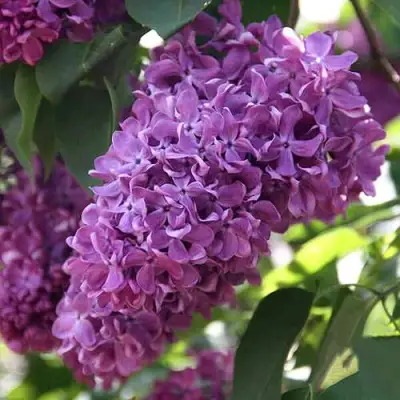 Сирень КАПИТАН ГАСТЕЛЛО в Молодечно