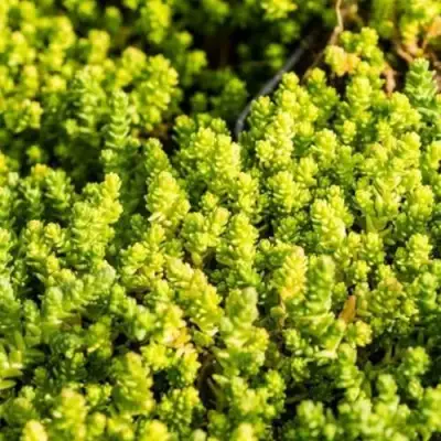 Очиток (седум) ЙЕЛЛОУ КВИН едкий в Молодечно