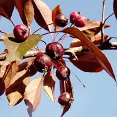 Яблоня РОЯЛТИ декоративная в Молодечно