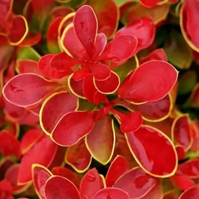 Барбарис КОРАЛ тунберга в Молодечно