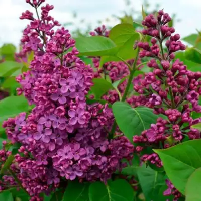 Сирень ЛЮДВИГ ШПЕТ в Молодечно