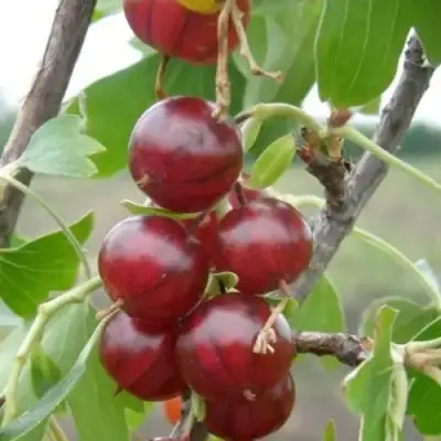 Смородина золотистая КЛЮКВЕННАЯ в Молодечно