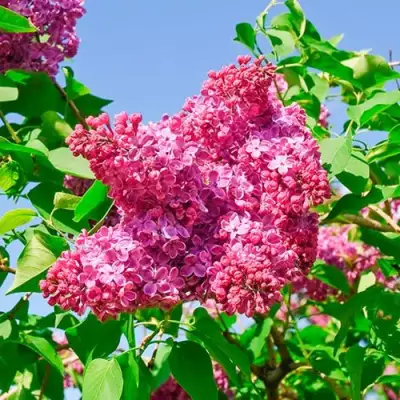 Сирень КРАСНАЯ МОСКВА в Молодечно