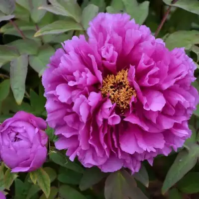 Пион ЛИЛОВАЯ ФАНТАЗИЯ древовидный в Молодечно