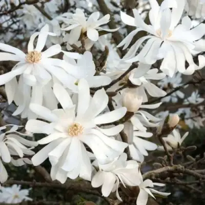 Магнолия РОЯЛ СТАР в Молодечно