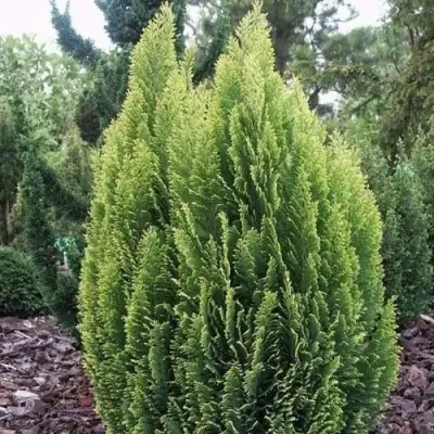 Кипарисовик ЭЛВУДИ ЭМПАЙР лавсона в Молодечно