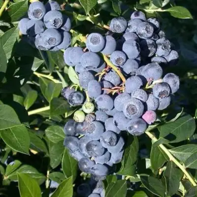 Голубика БОНУС в Молодечно