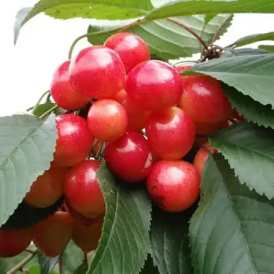 Черешня ГАСТИНЕЦ в Молодечно