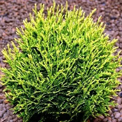 Туя ВОТЕРФИЛД западная в Молодечно