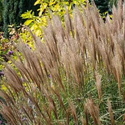 Мискантус КЛЯЙН СИЛЬБЕРСПАЙН китайский  в Молодечно