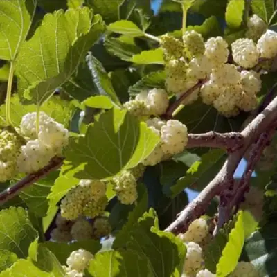 Шелковица БЕЛАЯ АЛЬБА в Молодечно