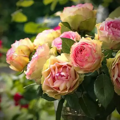 Роза ПИТАХАЙЯ чайно-гибридная в Молодечно