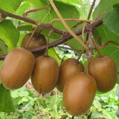 Актинидия ХЕЙВАРД киви в Молодечно