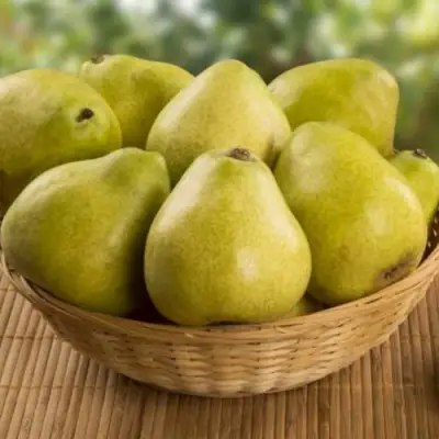 Груша ВИЛИЯ в Молодечно
