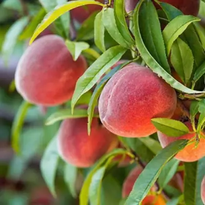 Персик РЕД ХЕВЕН в Молодечно