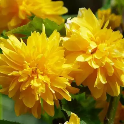 Керрия японская АУРЕОВАРИЕГАТТА в Молодечно