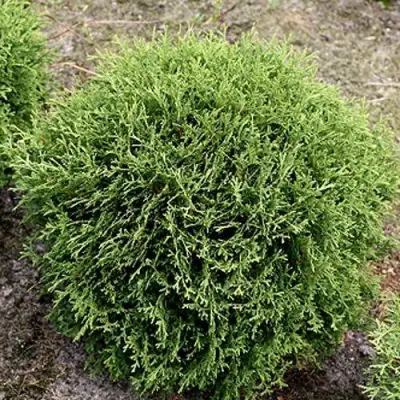 Туя ТИНИ ТИМ западная в Молодечно