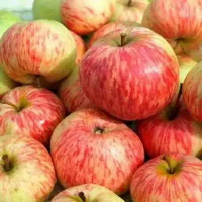 Яблоня РАНЕТКА (КОРОБОВКА) в Молодечно