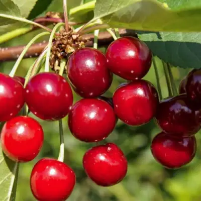 Вишня ЛЮБСКАЯ в Молодечно