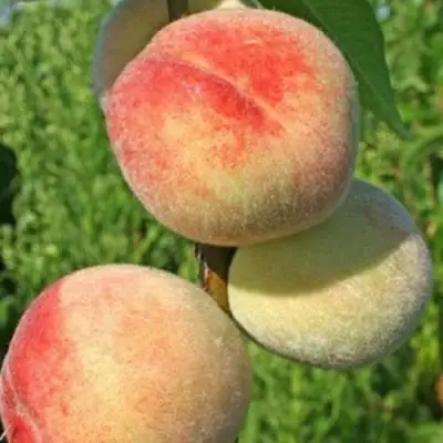 Персик ДОНЕЦКИЙ БЕЛЫЙ в Молодечно