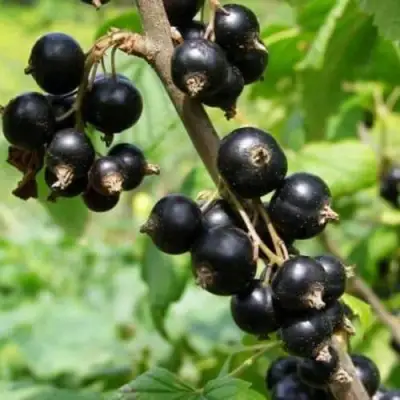 Смородина черная ВОЛОГДА в Молодечно