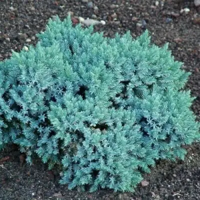 Можжевельник БЛЮ СТАР чешуйчатый в Молодечно