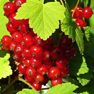 Смородина красная ГАЗЕЛЬ в Молодечно