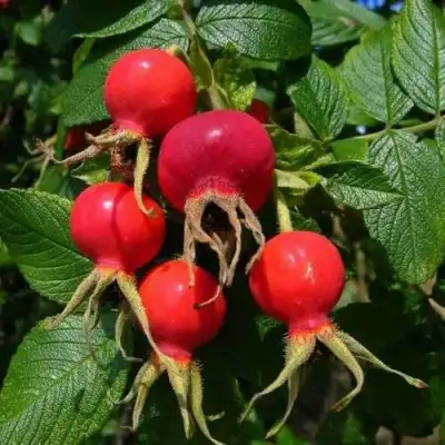 Шиповник ВИТАМИННЫЙ ВНИВИ в Молодечно