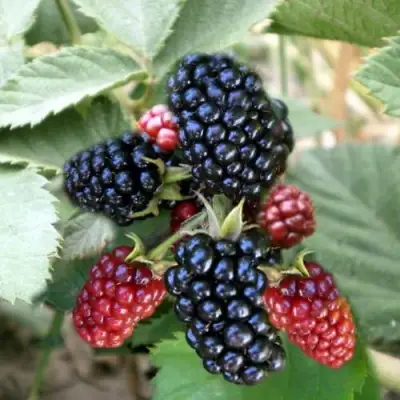 Ежевика ОРКАН бесшипная  в Молодечно