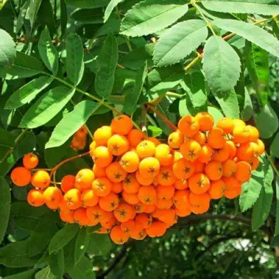 Рябина ДИРКЕНИ ЖЁЛТАЯ  сладкоплодная в Молодечно