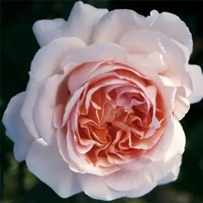 Роза АНДРЕ ЛЕ НОТР чайно-гибридная в Молодечно