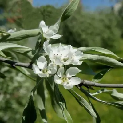 Груша ИВОЛИСТНАЯ в Молодечно