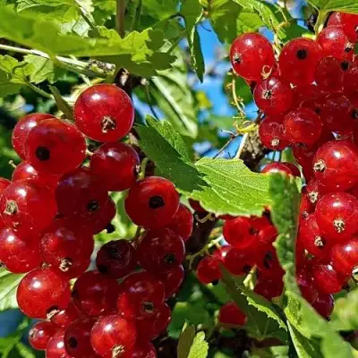 Смородина красная НЕНАГЛЯДНАЯ в Молодечно