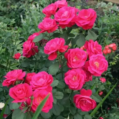 Роза ДЖОРДЖ ВАНКУВЕР флорибунда в Молодечно