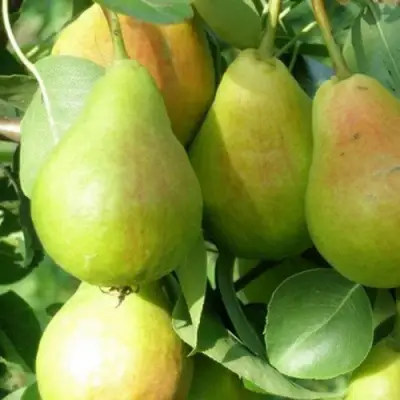 Груша ЛИРА в Молодечно