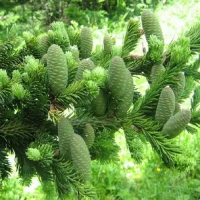 Пихта белая в Молодечно